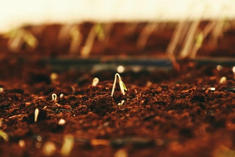 Argentina Eliminates Comparative Yield Trials for Seed Registration